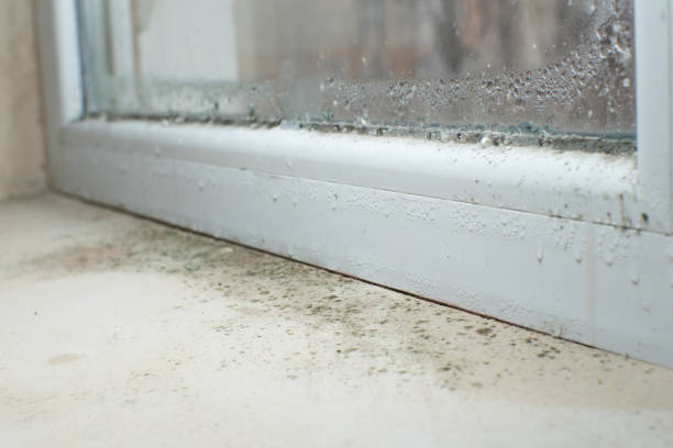 Mold Documentation for Insurance Claims in South Gate Ridge, FL